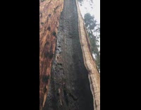 Large tall sequoia tree day time girl