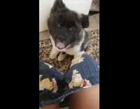 NSFW black and white dog sits next to woman in restroom