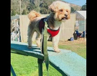 Collab Pets For All - Brown dog goes through tunnel obstacle course at the park 