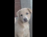 Guy makes bubble popping noise confuses puppy