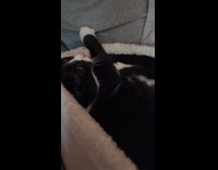 Filmer records two cat high with catnip