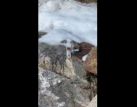 Man sees stoat on his walk