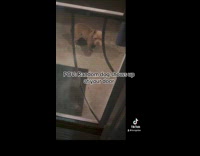 Collab Clips MPUGC - Lost dog shows up at womans porch