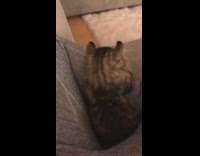 Grey kitten cat sits in girls lap 