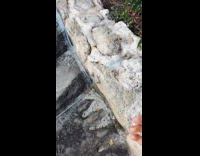 Dog paint on head like Simba