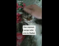 Cat lays stretches green flower floral blanket 