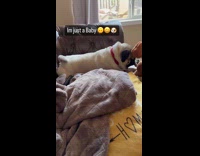 Dog pug lie down and asleep everywhere Part 2