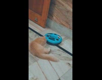 Collab PLC - Orange Kitten play with mouse plushy on spring