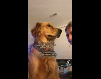 Collab dogIG_default - Pet dog licks the tears of its owner that cry in front of it