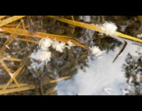 Group of small catfish swims in pond