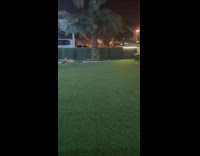 Collab BitchMP - Deer running around fake grass backyard