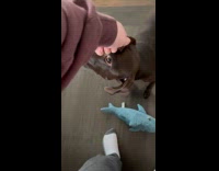 Dog gently bites hand of the filmer