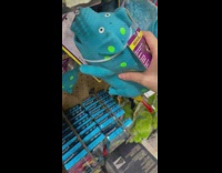 Person squeeze blue pig toy oink noise