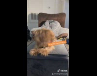 Collab Pets For All - Small brown dog red collar ottoman barks 