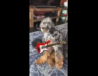 Large grey brown poodle dog scratches itself 
