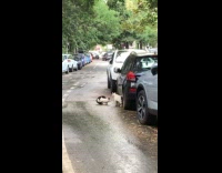 Two cats stare down in middle road