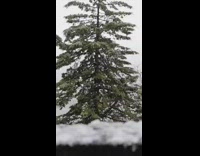Snowfalls in slow motion in front of the pine tree