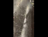 Signs that santa con is in town