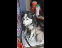 Guy put food straight to the mouth of husky dog