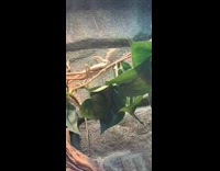 Guy waves at lizard reptile waves back