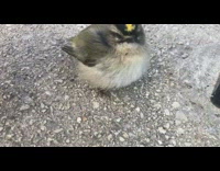 Person petting round bird with yellow mohawk