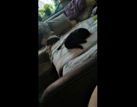 Black cat with zoomies on the bed