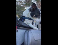 Dog rides on motorcycle with mom