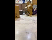Cat jump and knock over a box