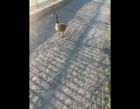 Person pass by a goose while walking