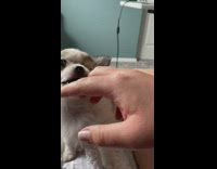 Grey white puppy tries to bite finger