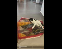 2 cats play with a rug 