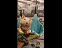 Hamster ride on hammock inside cage eat