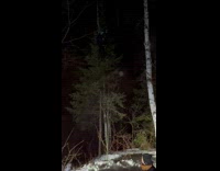 Collab SendItOfficiall - Man on the top branch of a tree and fell down