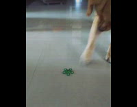 dog trying to grab fidget spinner