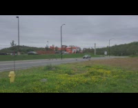 SUV car waits for geese to cross 
