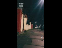 Friendly red fox followers video owner on streets