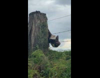 Cow rub its neck on tree stump