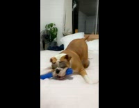 Girl tries to grab toy from dog filter 