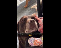 Baby smiles and pets dog beside it