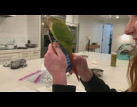 Bird Climbs Hand and Pecks on Phone