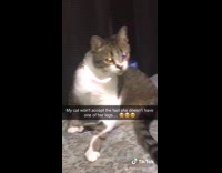 Cat no leg head scratch girl 