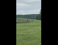 Black skirt girl grass field purple plants