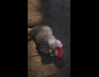 Cat rolls on floor plays with ball