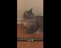 cat stares at speaker dogs barking