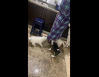 Puppies pulling on owners robe in kitchen