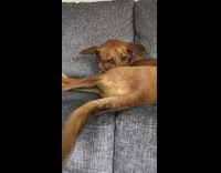 Brown dog curl wag tail grey couch