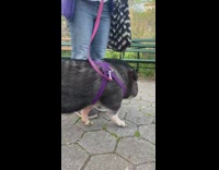Black pig at park wearing purple harness 