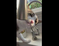 Pet cat drinks and slurps water from the kitchen sink