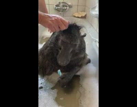 Baboon gets bath and new hair style 