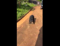 Sloth bear spotted walks slow on street
